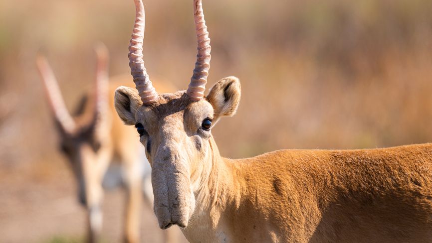 Video: Vzácné antilopy sajga jsou v Kazachstánu na pokraji vyhynutí